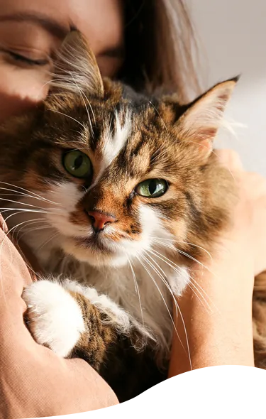 A veterinarian holding a gray cat