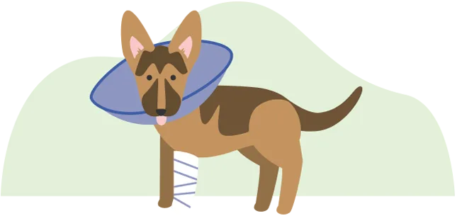 Illustration d’un chien avec un cône autour du cou et un plâtre sur sa jambe