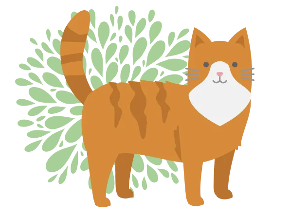 orange-chat-éclat-illus-596x448