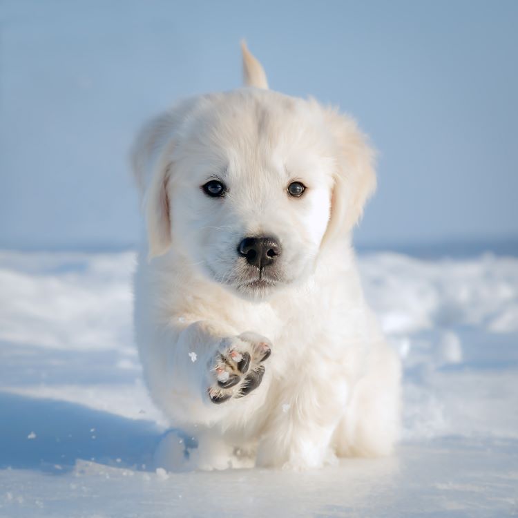 retriever puppy playing in the snow