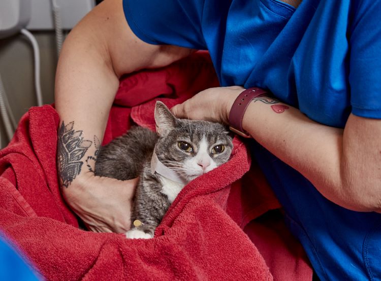 A cat wrapped in a red towel receiving medical care from a veterinarian.