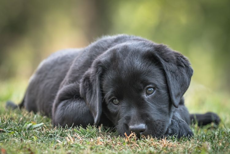 black labrador puppy lying in the grass