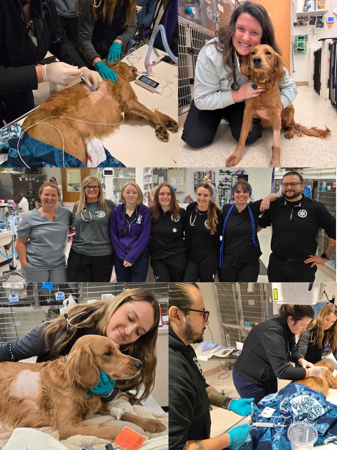 MVSES team treating Dolly a golden retriever