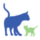 chat et chaton