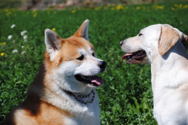 Akita and Labrador meeting outside