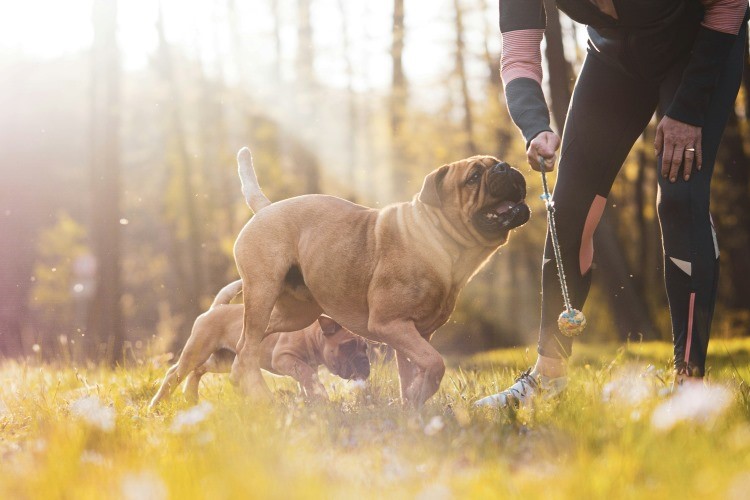 owner training his dogs