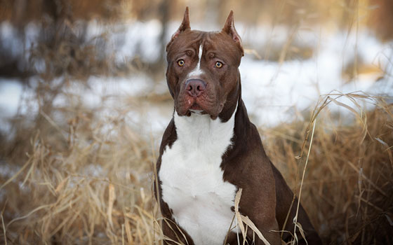 cards Apprendre à connaître le Terrier pit-bull américain