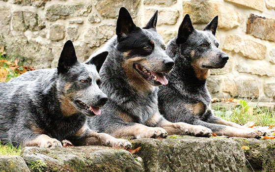 cards Apprendre à connaître le chien de bétail australien (alias Heeler)