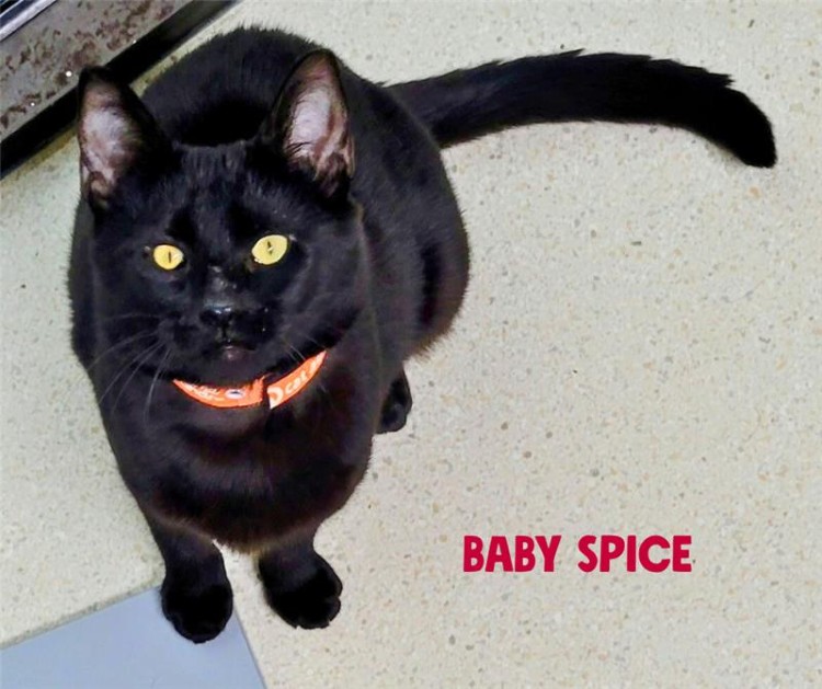 Baby Spice the cat