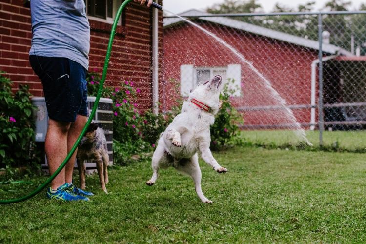 Spring Yard Cleanup Pet-Safety Checklist