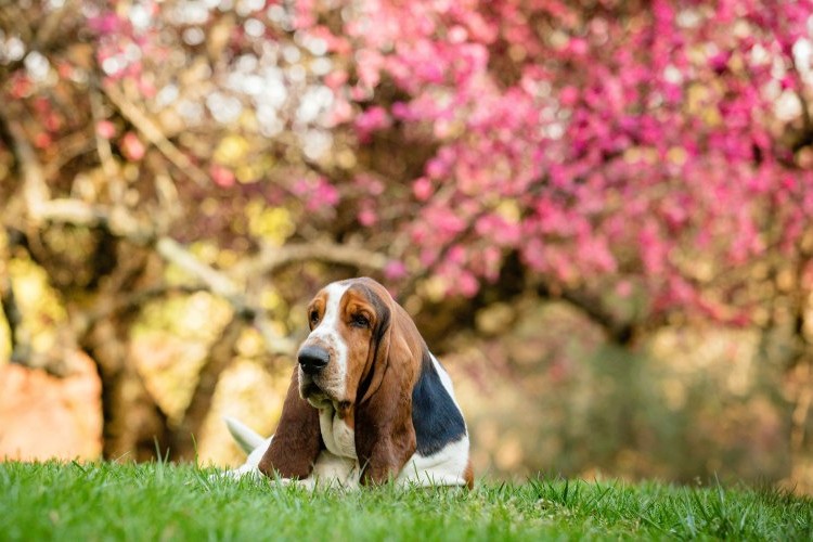 Basset Hound dog laying in grass