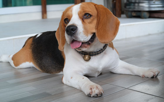 cards Apprendre à connaître le Beagle