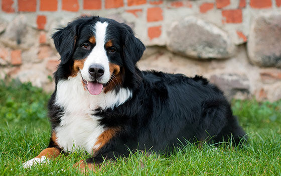cards Apprendre à connaître le chien de montagne bernois