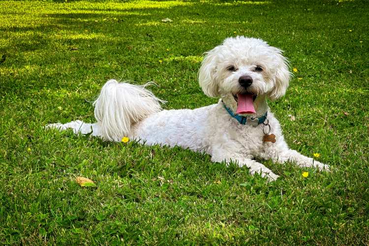 Bichon Frise dog laying outside on grass