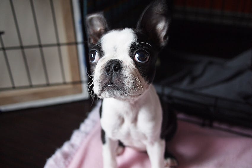 Close up of a French bulldog puppy in a crate.