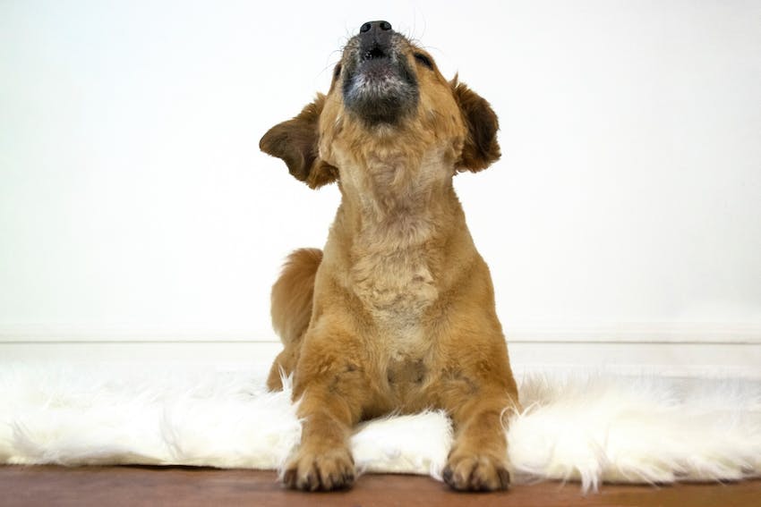 Vue de face d’un chien brun hurlant 