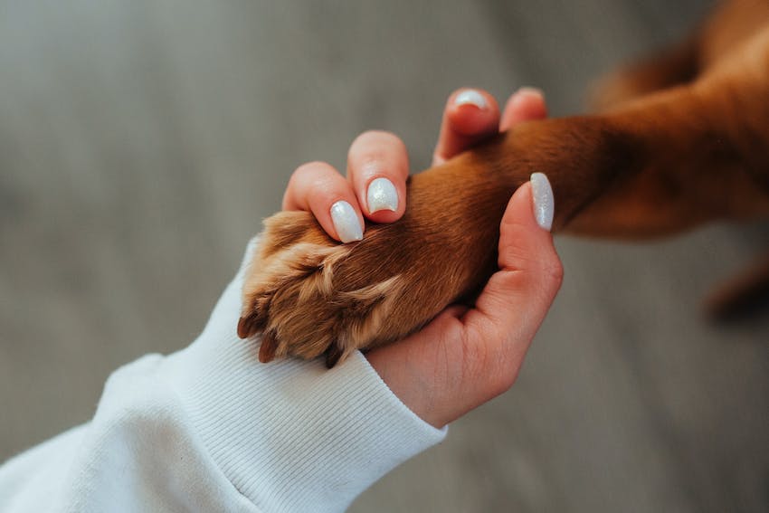 brun-chien-patte-dans-la-main-humaine[1]