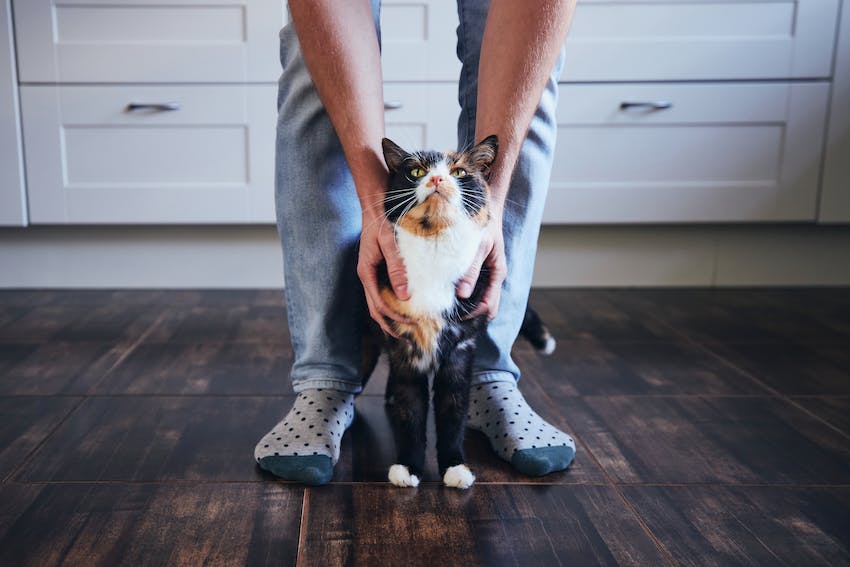 Calico cat with pet owner