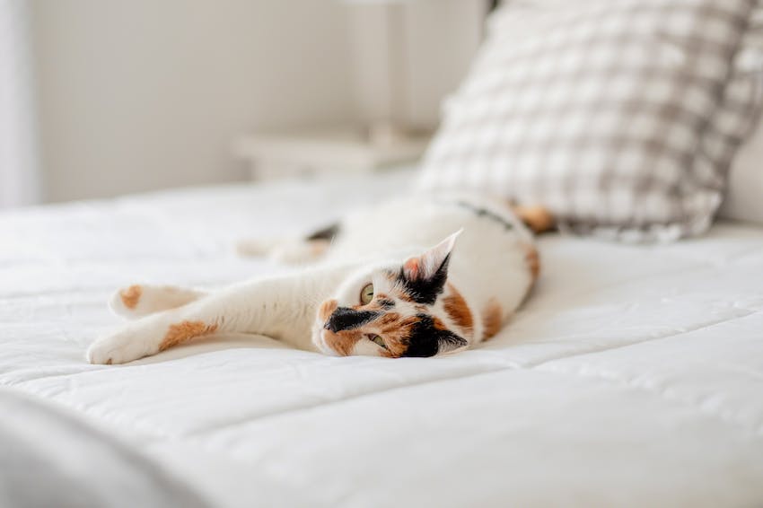 A cat laying on a white bed