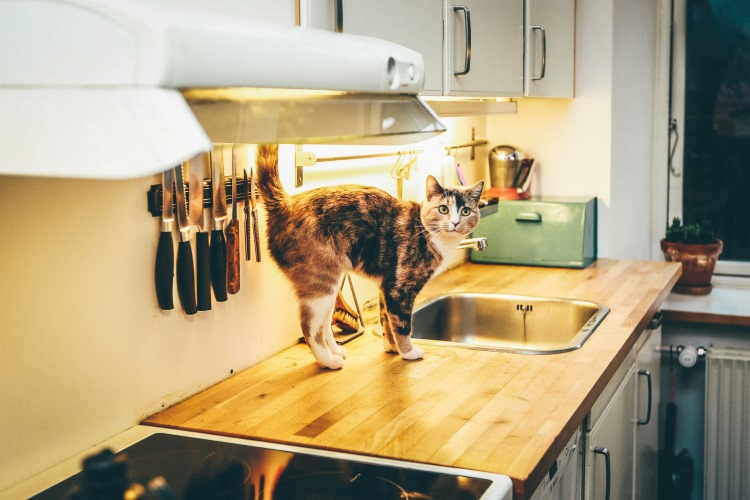 cat standing on a kitchen counter