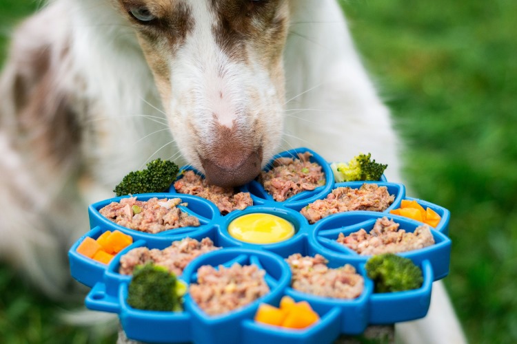 Can Your Dog or Cat be Vegan or Vegetarian?