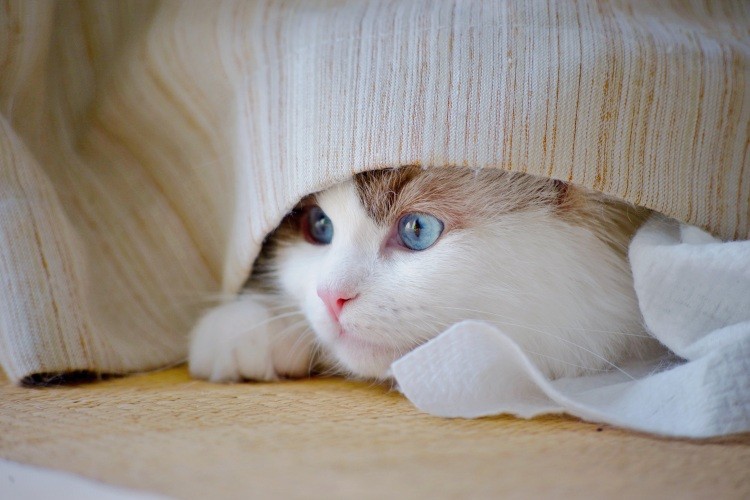 Cat with blue eyes hiding under blanket