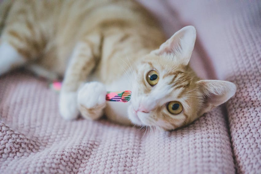 A shorthaired cat playing with a cat toy on a pink blanket.
