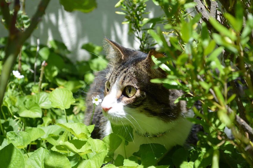 Chat assis entre les plantes vertes à l’extérieur au printemps » sf-constrain-proportions=