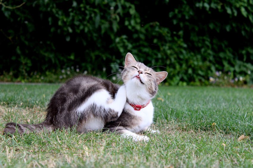 Un chat en col rouge assis à l’extérieur se grattant avec sa langue qui sort » sf-constrain-proportions=