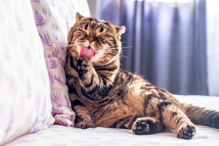 cat grooming paw on a bed