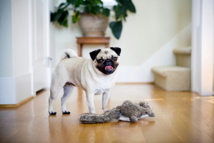 Pug playing with a plush toy indoors