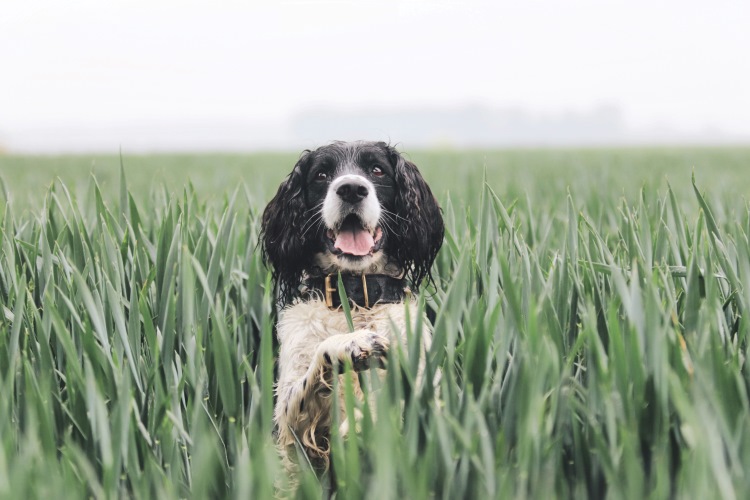 Dog surrounded by tall grass
