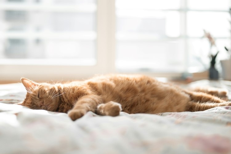 Cat sleeping on a bed indoors