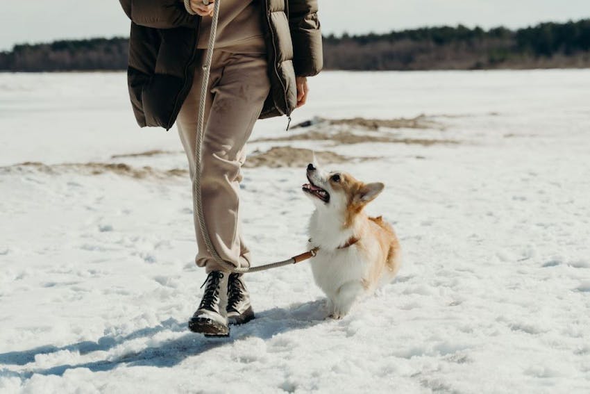 A pet owner walking their dog outdoors in the winter cold.
