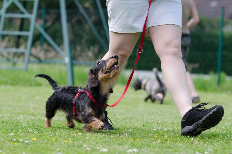 dog behavior training