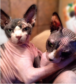 two sphynx cats sitting close together