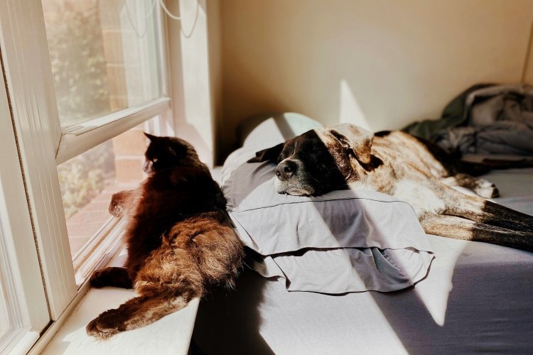dog and cat resting close together