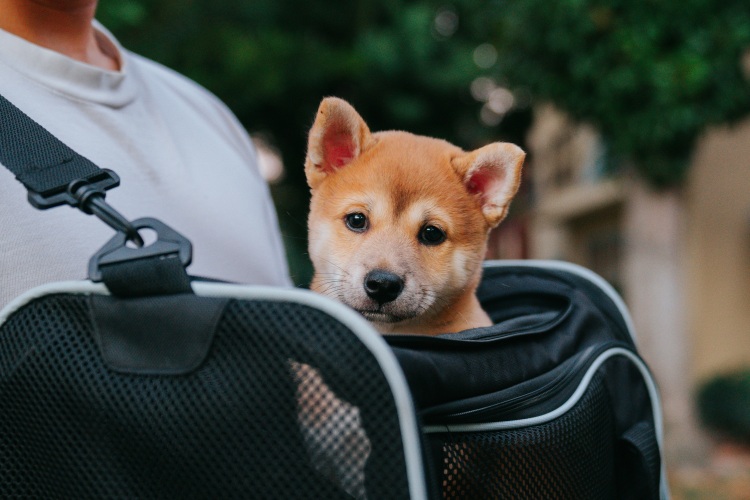 puppy riding in a pet carrier backpack