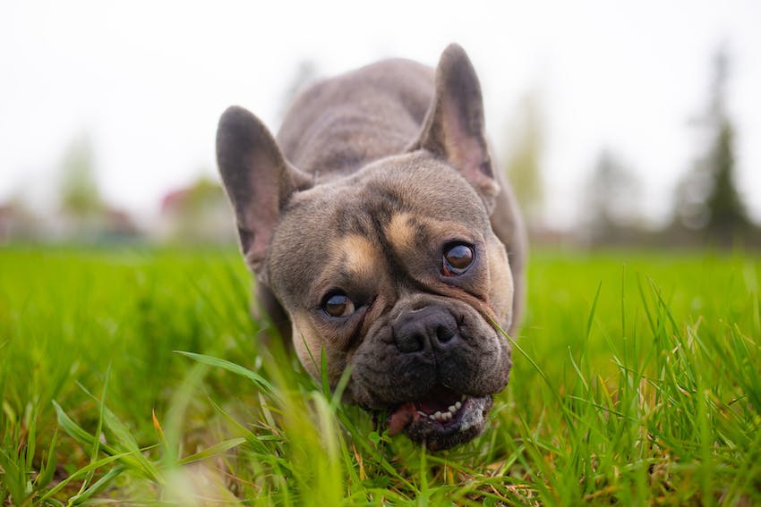 Pourquoi les chiens mangent-ils de l’herbe?