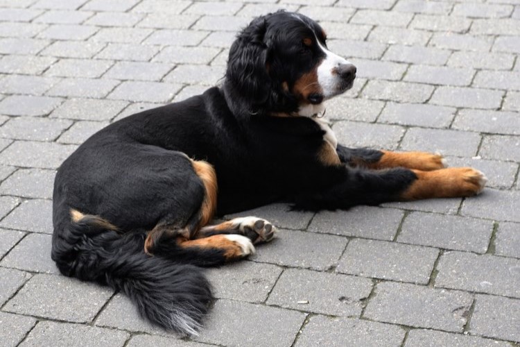 dog resting on pavement
