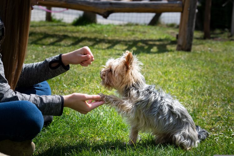 owner teaching dog to give paw