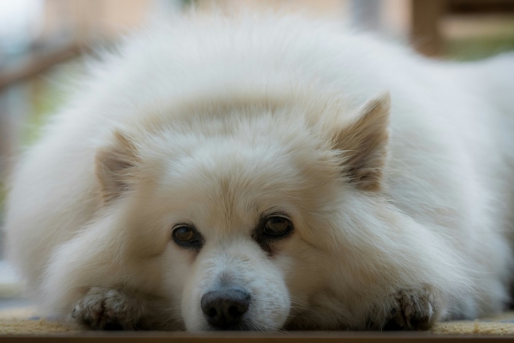 white fluffy dog lying down