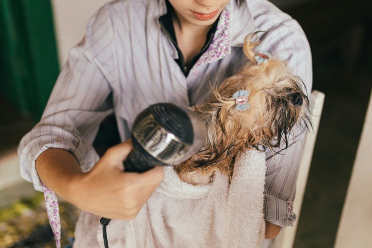 dog being blow-dried after a bath