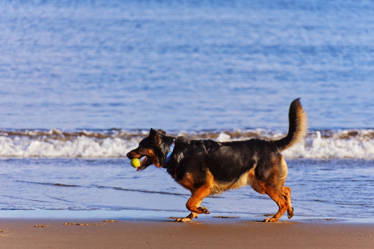 dog playing fetch at the beach