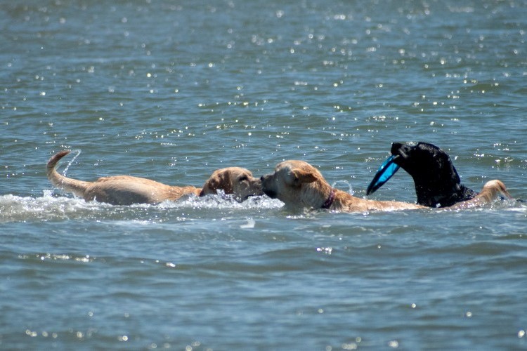 3 dogs playing in water