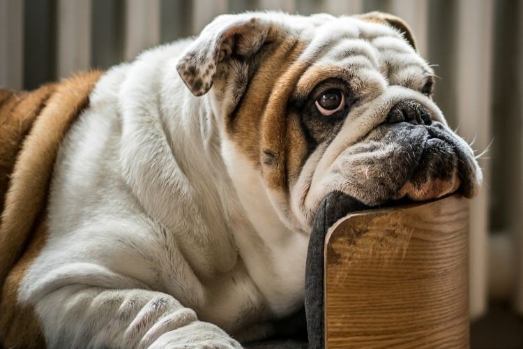 Bulldog resting its head on furniture