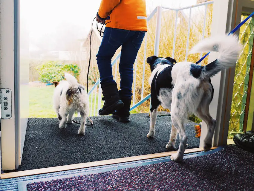 A professional dog walker taking two dogs of different breeds out on a walk.