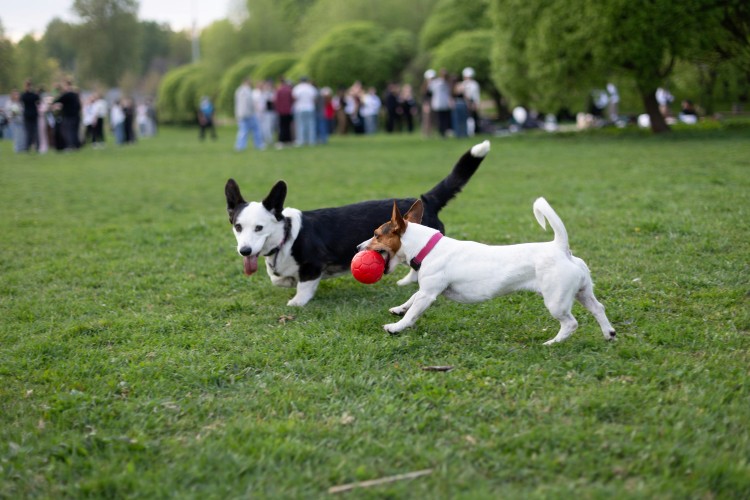 two small dogs playing with a soccer ball at the park