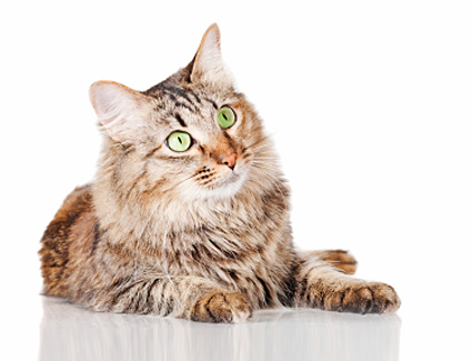 cards Qu’est-ce qu’un chat domestique à poil moyen ?
