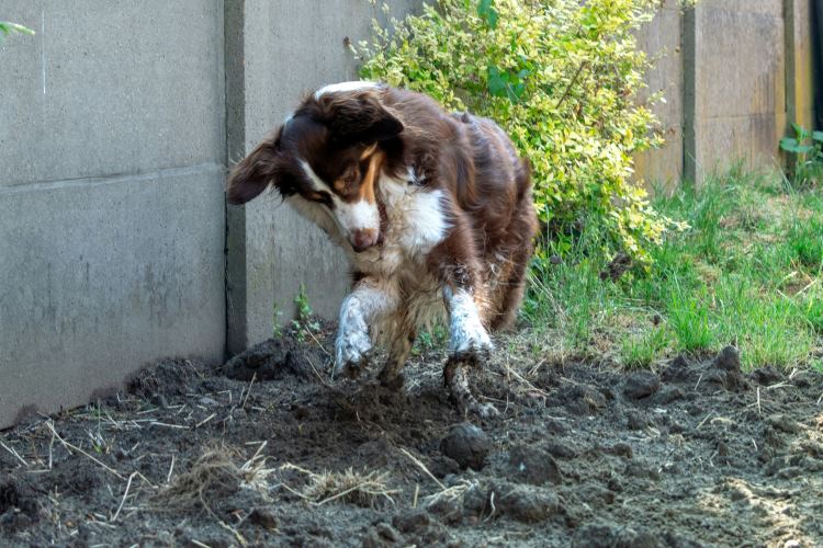 dog playing in the dirt 